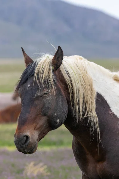 Wild Horse Spring Utah Desert — Stock Photo, Image