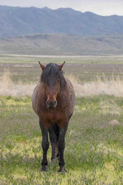ユタ砂漠の春に野生の馬が — ストック写真