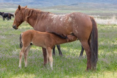 Baharda Utah çölünde vahşi at kısrağı ve tayı