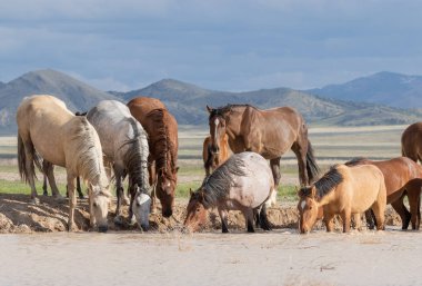 Utah 'ta bir çölde vahşi atlar.