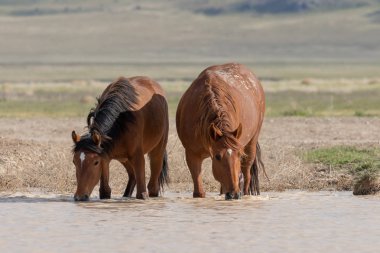 Utah 'ta bir çölde vahşi atlar.