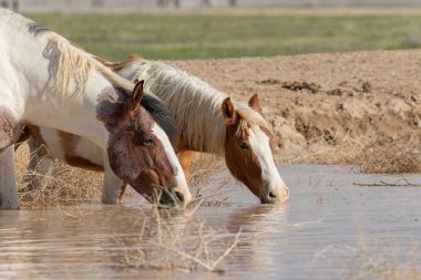 Utah 'ta bir çölde vahşi atlar.