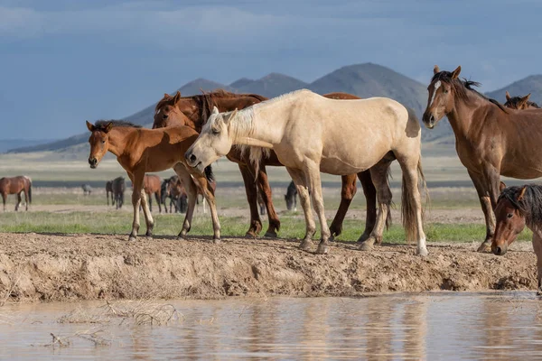 Wild Horses Desert Waterhole Utah — Stock Photo, Image