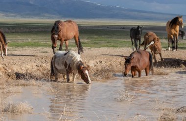 Utah 'ta bir çölde vahşi atlar.