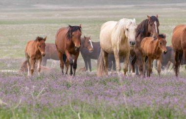 baharda Utah çölde güzel vahşi atlar