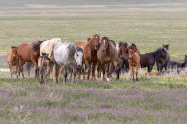 baharda Utah çölde güzel vahşi atlar