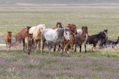 baharda Utah çölde güzel vahşi atlar