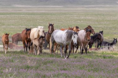 baharda Utah çölde güzel vahşi atlar