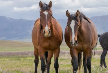 baharda Utah çölde güzel vahşi atlar