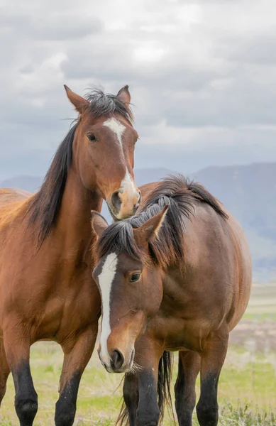 Hermosos Caballos Salvajes Desierto Utah Primavera — Foto de Stock