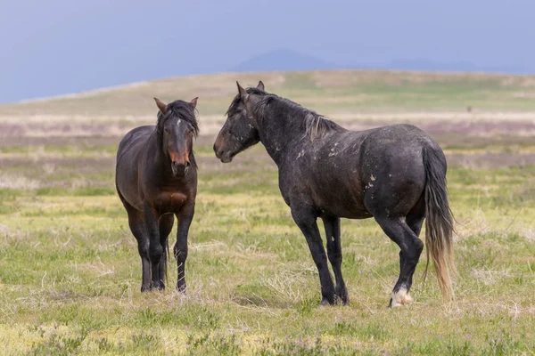 Beautiful Wild Horses Utah Desert Spring — Stock Photo, Image