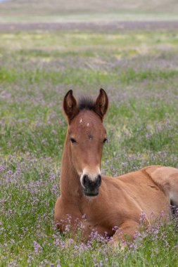 Baharda Utah Çölü 'nde tatlı yaban gülü tayı