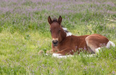 Baharda Utah Çölü 'nde tatlı yaban gülü tayı