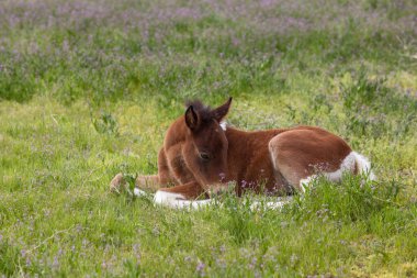 Baharda Utah Çölü 'nde tatlı yaban gülü tayı