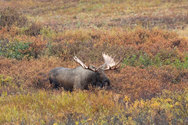 Alce Toro Alaska Yukon Otoño Parque Nacional Denali Alaska —  Fotos de Stock