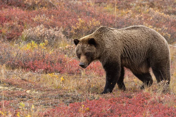 Oso Pardo Parque Nacional Denali Alaska Otoño —  Fotos de Stock