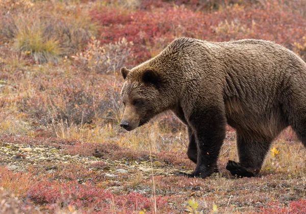 Urso Pardo Parque Nacional Denali Alasca Outono — Fotografia de Stock