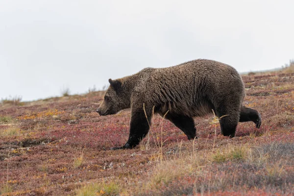 Urso Pardo Parque Nacional Denali Alasca Outono — Fotografia de Stock