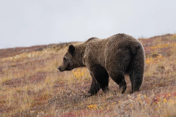 Urso Pardo Parque Nacional Denali Alasca Outono — Fotografia de Stock