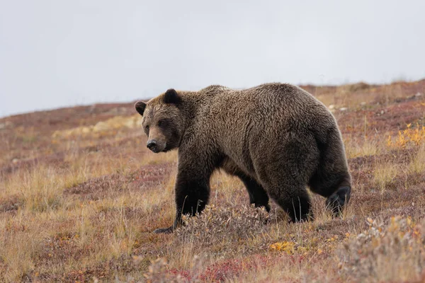 Medvěd Grizzly Podzim Národním Parku Denali — Stock fotografie