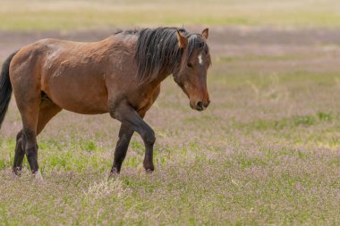 Baharda Utah çölünde görkemli vahşi bir at.