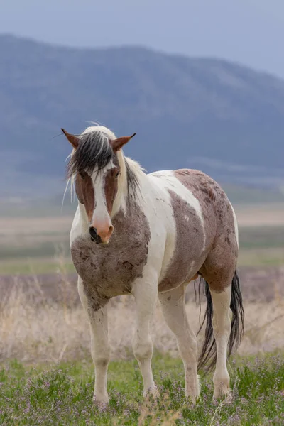 Ένα Μεγαλοπρεπές Άγριο Άλογο Στην Έρημο Της Γιούτα Την Άνοιξη — Φωτογραφία Αρχείου