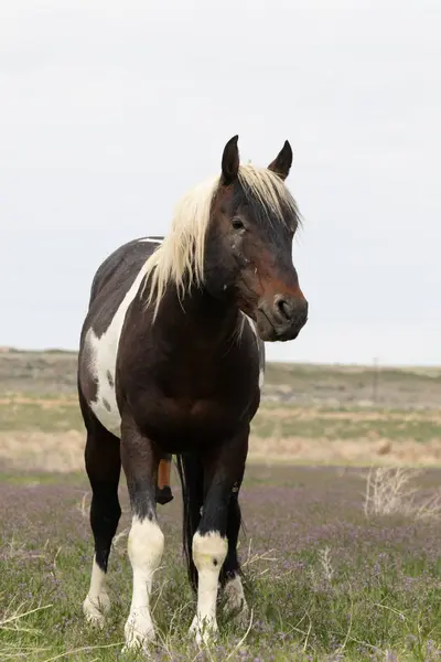 Majestoso Cavalo Selvagem Deserto Utah Primavera — Fotografia de Stock