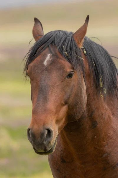 Majestuoso Caballo Salvaje Desierto Utah Primavera — Foto de Stock