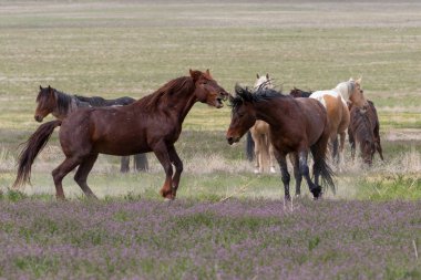 Vahşi atlar baharda Utah çölünde savaşıyor.