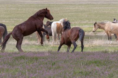 Vahşi atlar baharda Utah çölünde savaşıyor.