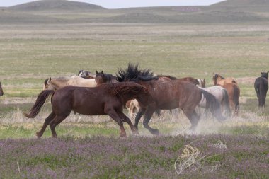 Vahşi atlar baharda Utah çölünde savaşıyor.