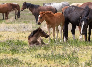 Utah çölünde ilkbaharda vahşi atlar