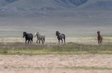 Utah çölünde ilkbaharda vahşi atlar