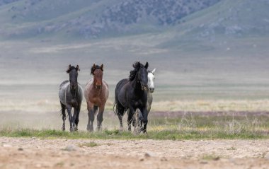 Utah çölünde ilkbaharda vahşi atlar