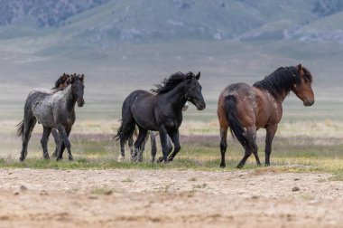 Utah çölünde ilkbaharda vahşi atlar