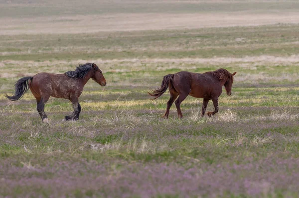 Utah Çölünde Ilkbaharda Vahşi Atlar — Stok fotoğraf