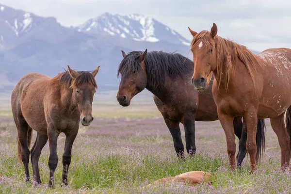 wild horses in spring in the Utah desert