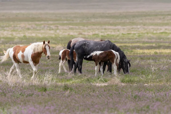 Vilda Hästar Våren Utah Öknen — Stockfoto