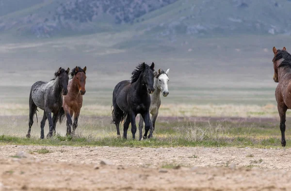 犹他州沙漠中的野马 — 图库照片