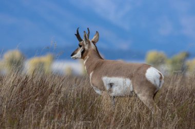 pronghorn antelope buck in autumn in Wyoming clipart
