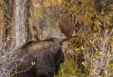 Wyoming sonbaharda boğa Shiras mus