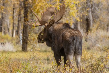 Wyoming sonbaharda boğa Shiras mus