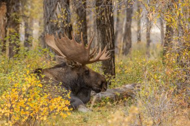 Wyoming sonbaharda boğa Shiras mus