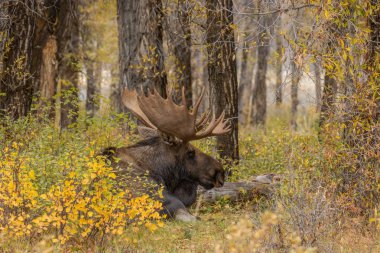 Wyoming sonbaharda boğa Shiras mus