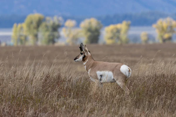 Pronghorn Antilopen Bok Herfst Wyoming — Stockfoto