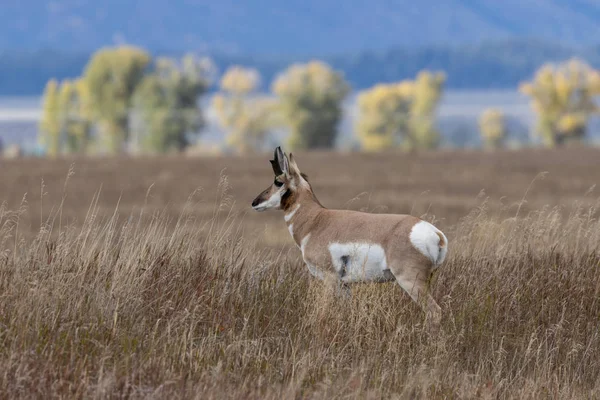 Pronghorn Αντιλόπη Buck Φθινόπωρο Στο Γουαϊόμινγκ — Φωτογραφία Αρχείου