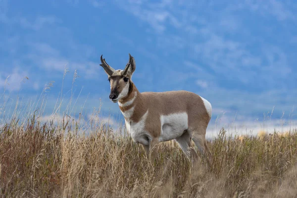 Antílope Cuerno Saúco Otoño Wyoming —  Fotos de Stock