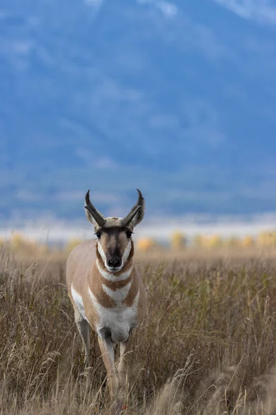 Pronome Antílope Fanfarrão Outono Wyoming — Fotografia de Stock