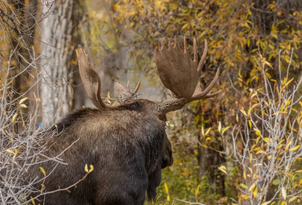 Bull Anderss Älg Hösten Wyoming — Stockfoto