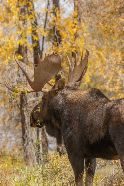 Bull Anderss Älg Hösten Wyoming — Stockfoto